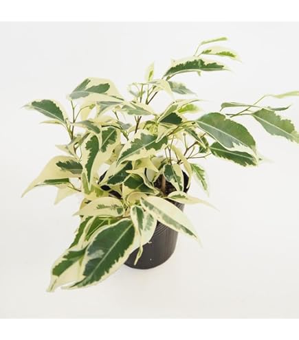 Amazon｜観葉植物 フィカス ベンジャミン ラブリー｜観葉植物